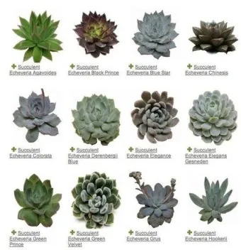 다육이 종류와 이름, 물주기, 비싼 다육이, 동형다육이 종류, 다육이 꽃 종류_32