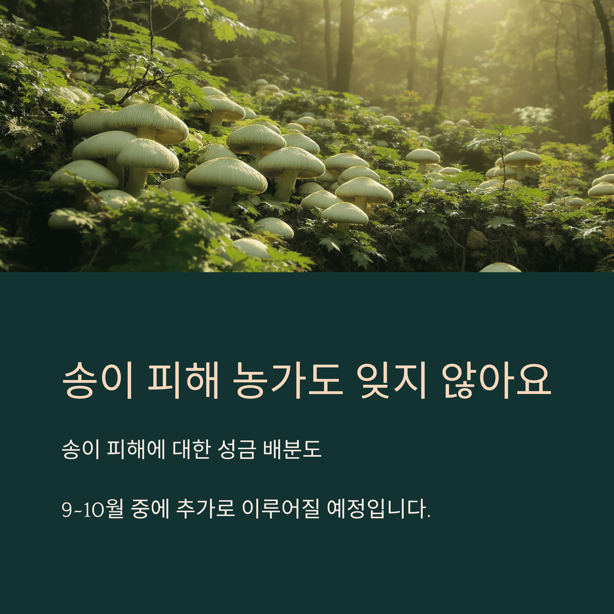 경북 산불 피해 희망은 아직 꺼지지 않았습니다.