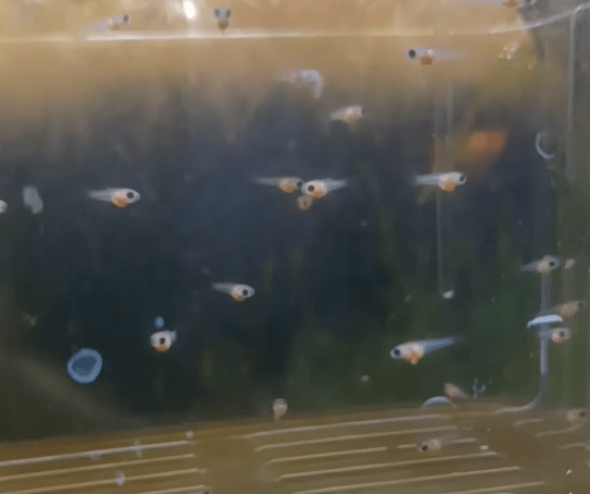 구피 임신 / 구피 출산 징후 3가지!