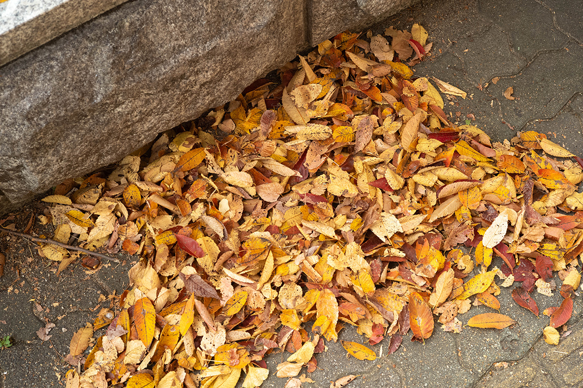 바닥에 떨어진 낙엽을 라이카 M10P와 50mm 주미크론 1세대로 촬영한 JPG 사진 원본. 적당히 잘 잡힌 화이트밸런스에 라이카 특유의 색감이 잘 드러난다.