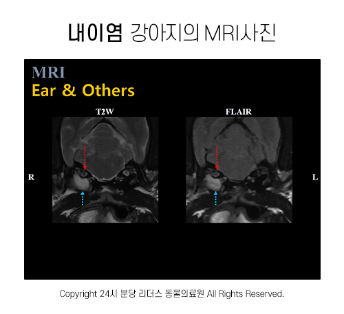 강아지 MRI