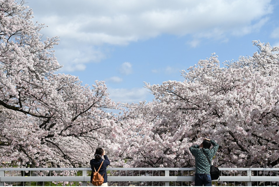 아기와 함께 떠나는 벚꽃 나들이: 지역별 명소 및 유의사항