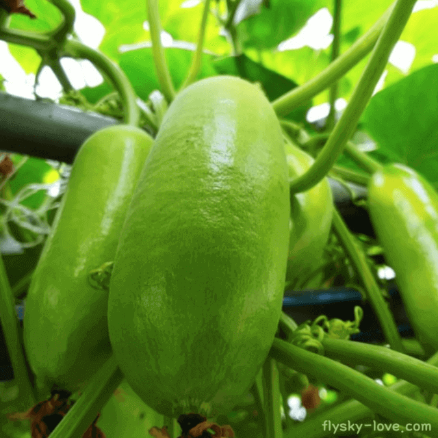 카사바나나(Cassabanana) 효능