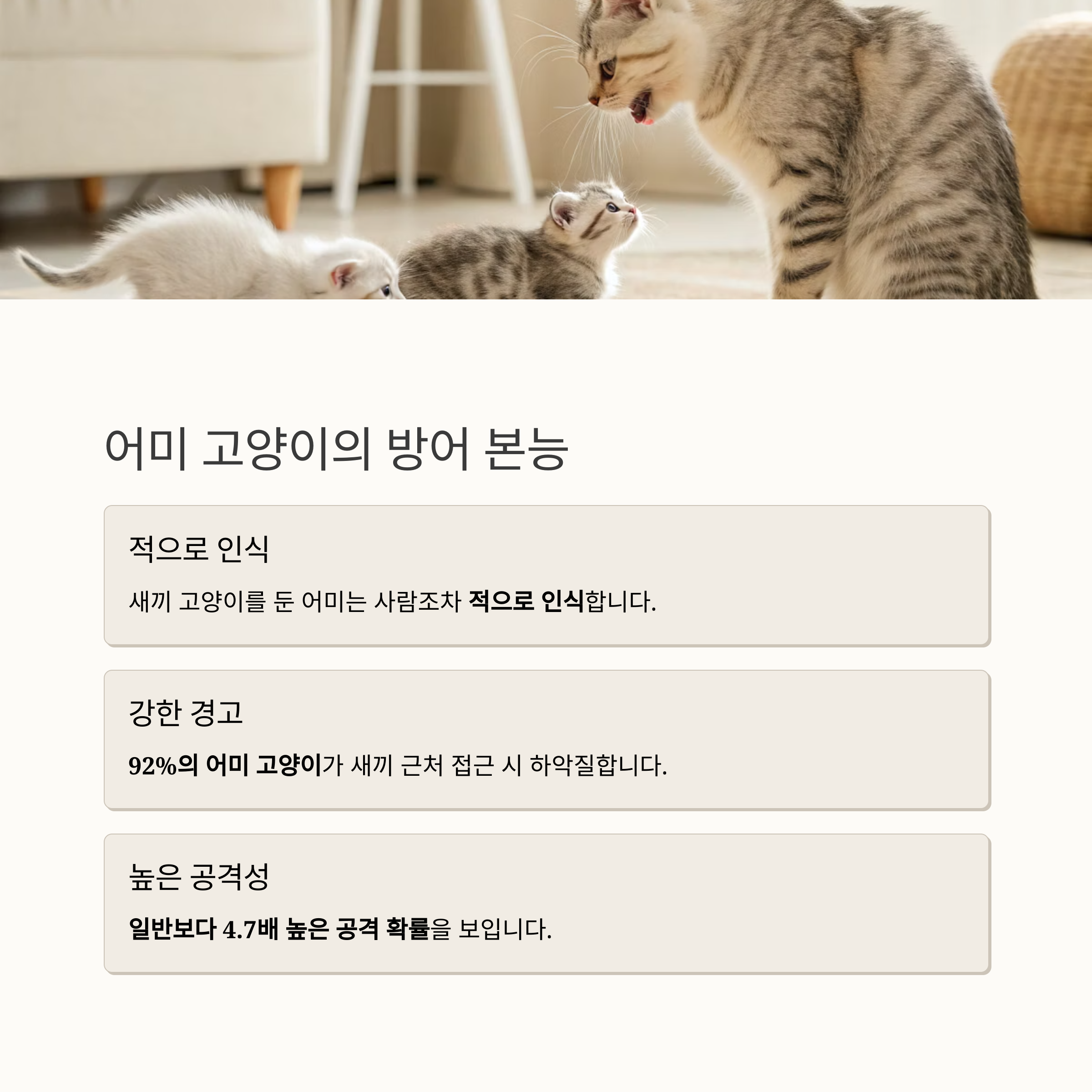 어미 고양이의 방어 본능