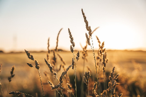 농업경영체 등록조건 및 필요서류 혜택