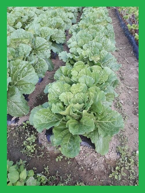 배추밭