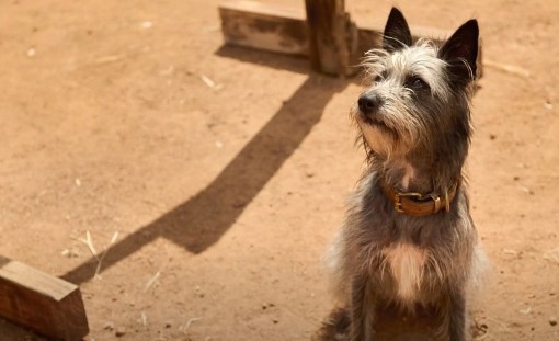 런트 결말 후기 리뷰(호평과 혹평) - 도그쇼 호주 코미디 드라마 가족 영화 영화다시보기추천