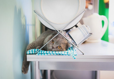 식기와 고양이.