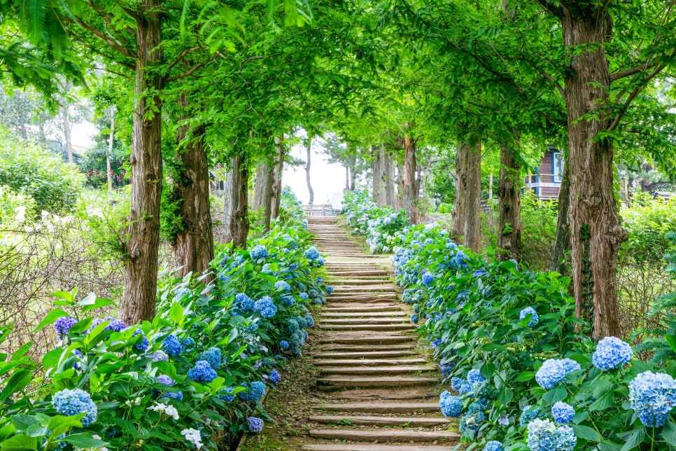 태안 팜카밀레 수국시즌