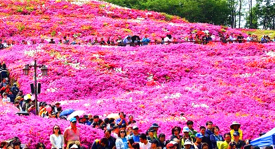 군포철쭉축제