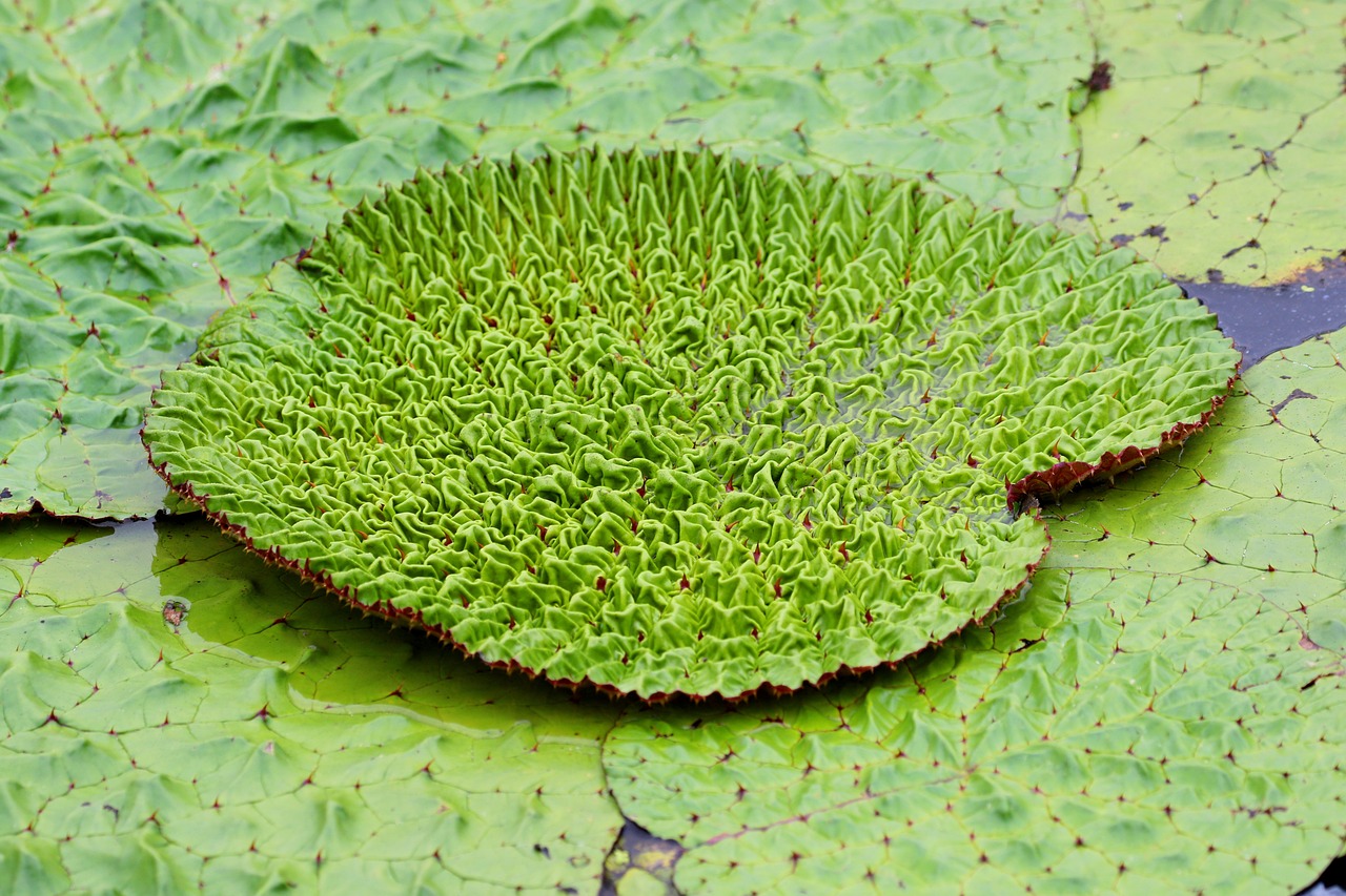 가시연꽃