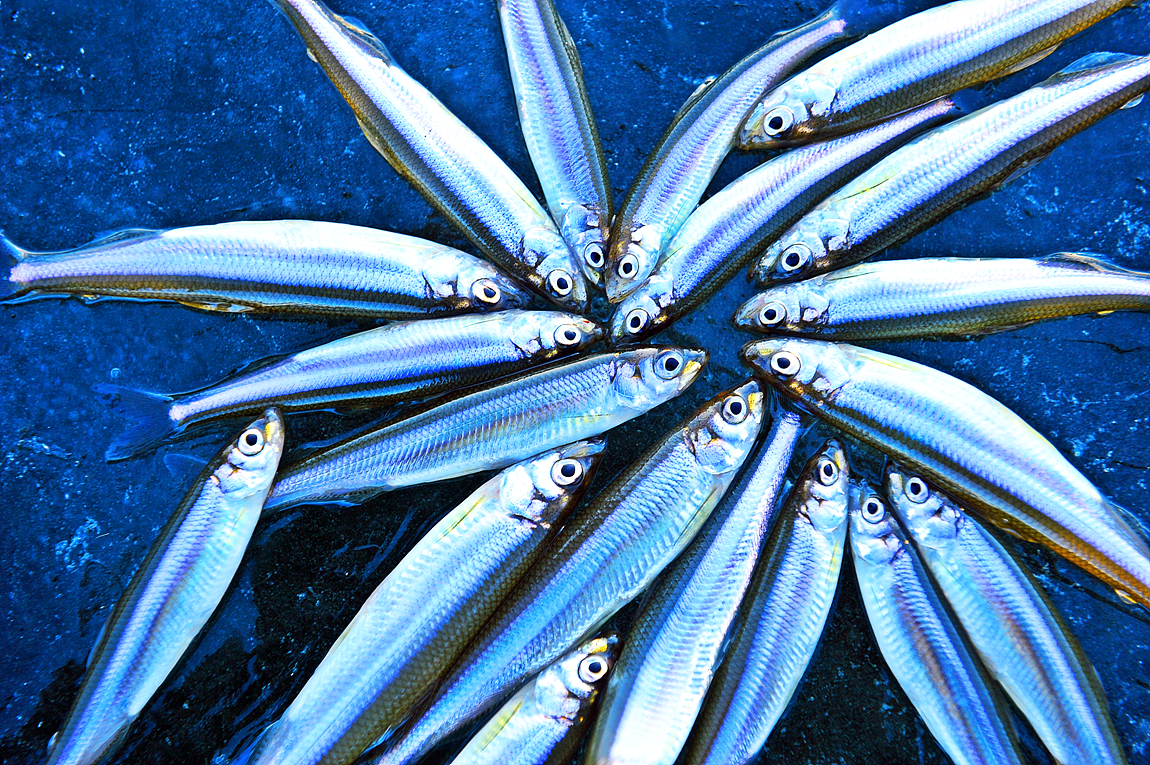 강화 양오 빙어 축제