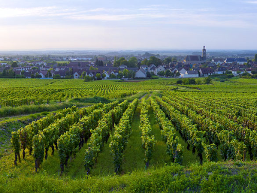 마르사네 (Marsannay)