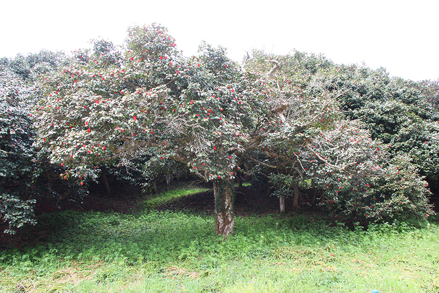 선운사 동백나무숲