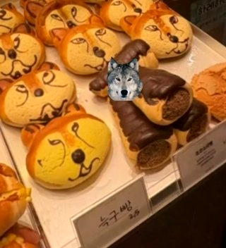 늑구 근황 ❘ 성심당 늑구빵 ❘ 대전 오월드 스타 늑대