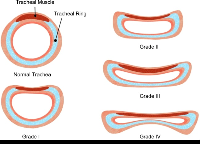 강아지 기관허탈 초기증상 체크리스트