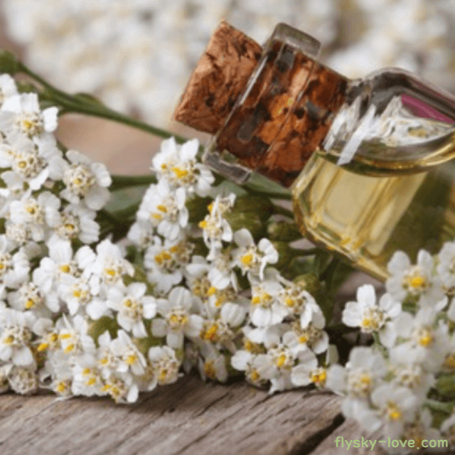 야로우 오일 (Yarrow Oil)