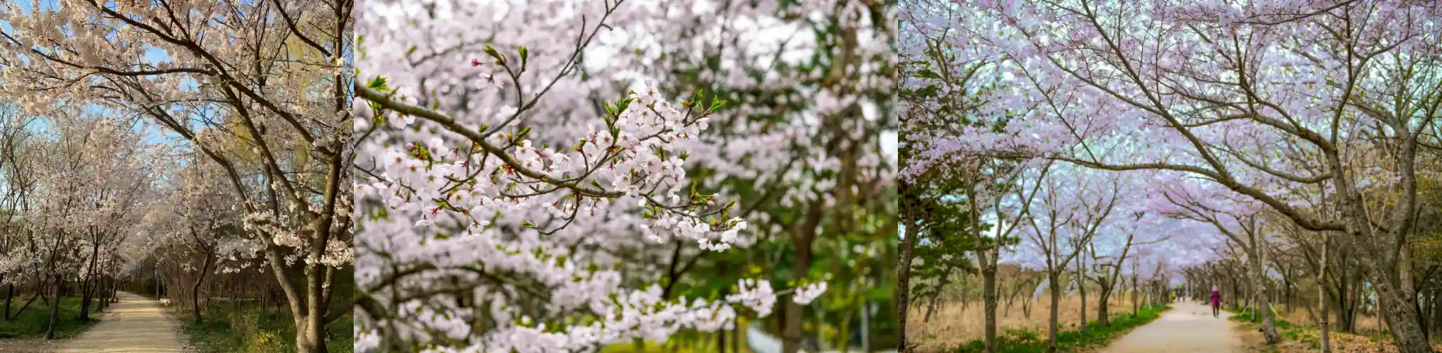 세계평화의숲 벚꽃사진