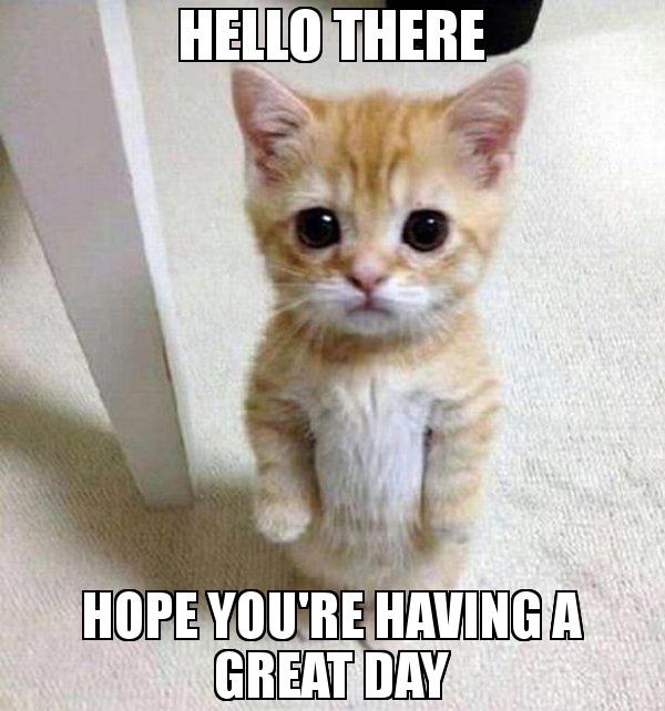 냥이