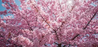 벚꽃 명소 추천 축제 유명한곳_22