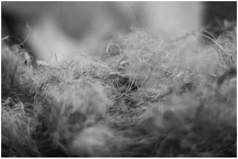 섬유육종(Fibrosarcoma) 완벽 가이드: 정의부터 치료까지