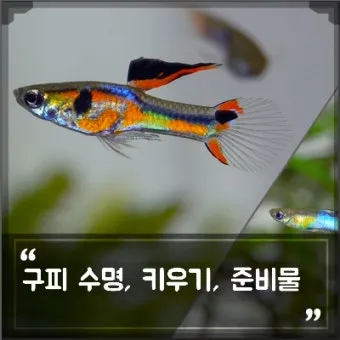 구피 키우기와 건강하게 번식시키는 팁_9