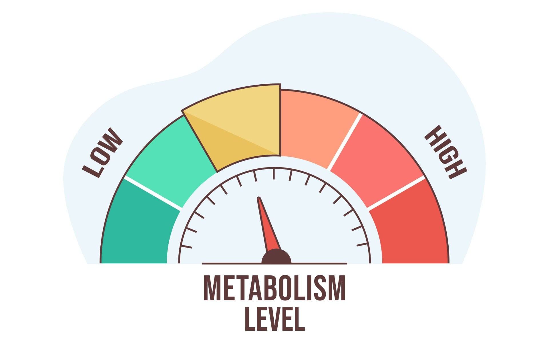 기초대사량 늘리는 방법 10가지 여자 남자 기초대사량 평균 계산법