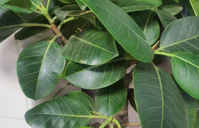 돈 들어오는 식물 뱅갈고무나무