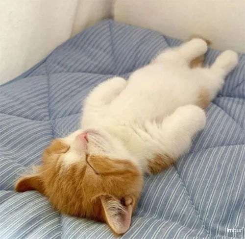 &amp;quot;고양이