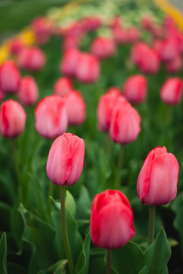 이월드 튤립트래블