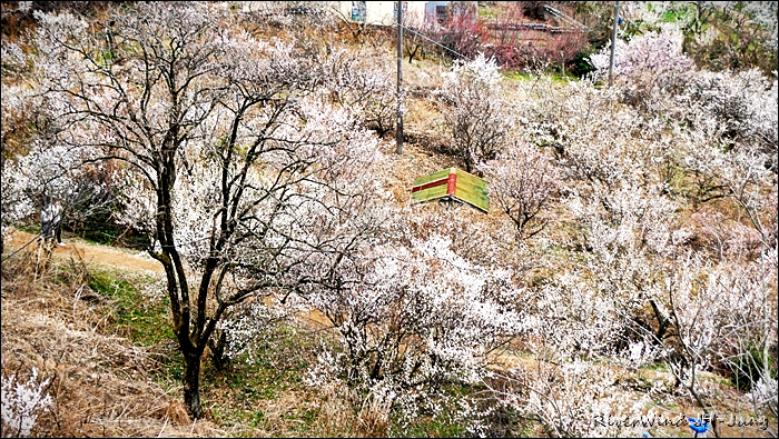 원동매하화 순매원
부산근교 원동매하화 순매원
