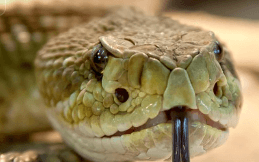 뱀이 알 속에서 부화하는 꿈해몽