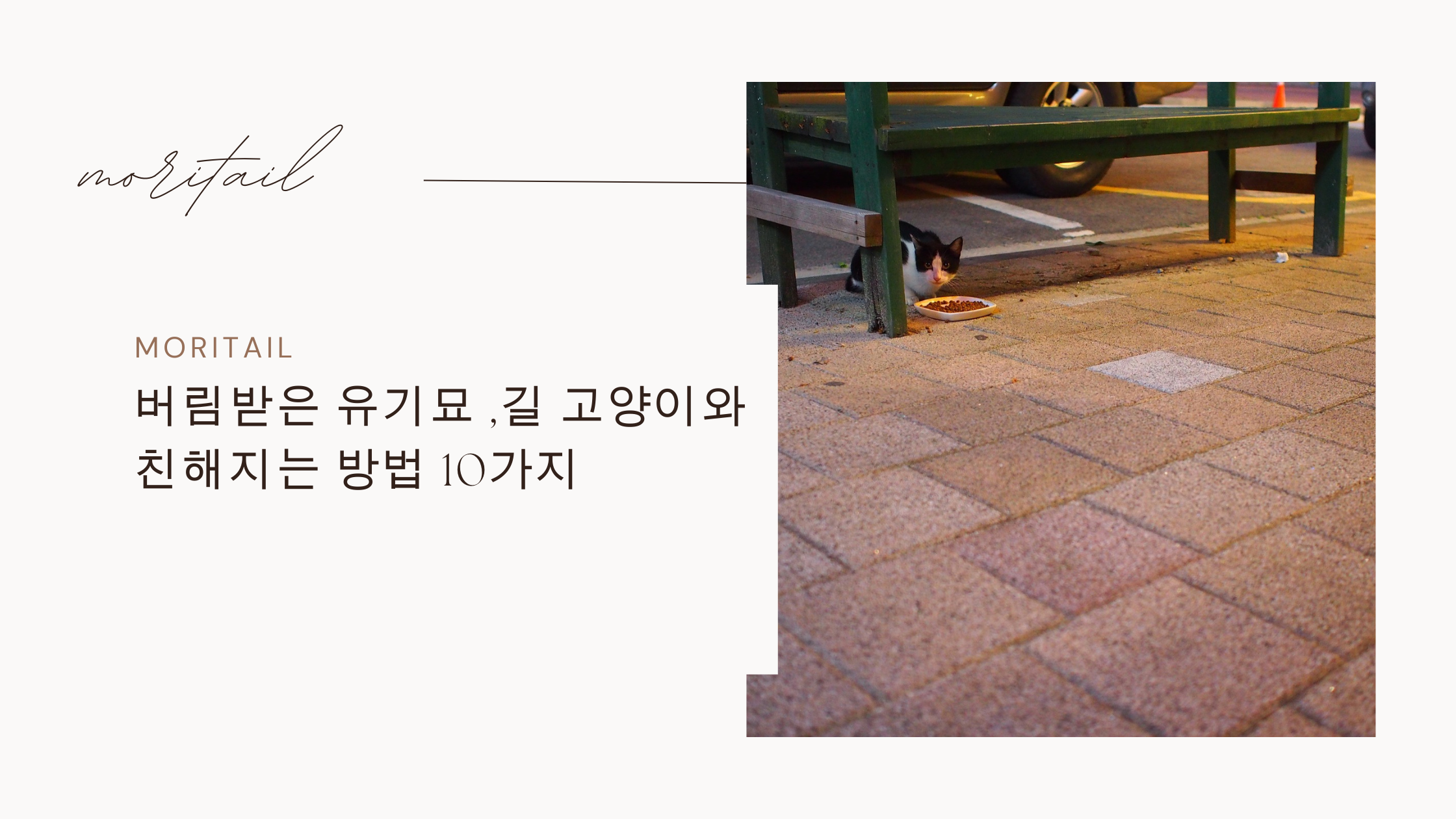 버림받은 유기묘 ,길 고양이와 친해지는 방법 10가지