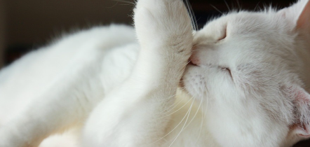 발을 핥는 고양이