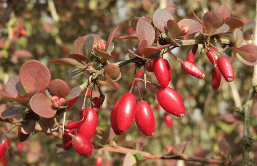 천연 인슐린 베르베린 효능부터 복용법, 주의해야 할 부작용까지 총정리
