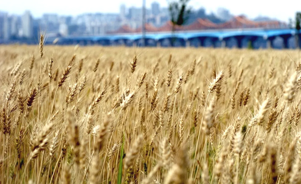 보리 재배 월동 관리 파종 밀도 웃자람 방지_3