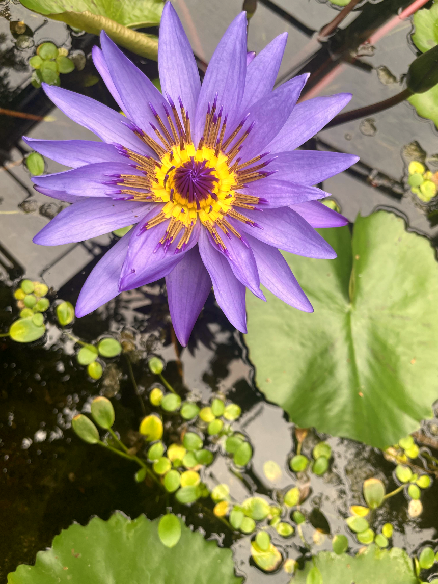 아일랜드시티 중앙공원 꽃전시2