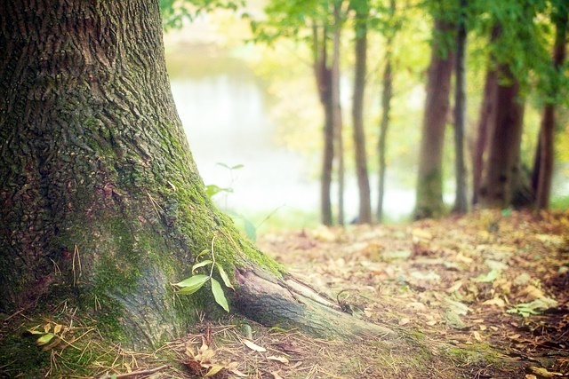 국립자연휴양림 예약 방법