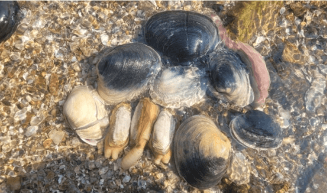 석문방조제-해루질