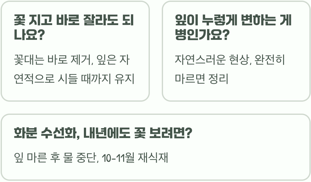 수선화&amp;#44; 꽃이 피었을 때 물주기와 비료 주는 최적의 타이밍