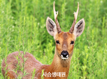 충남 서천 국립생태원: 실내 에코리움과 야외 전시, 백패커 방문