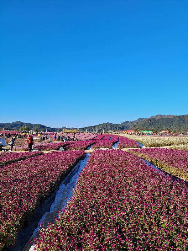 철원 고석정꽃밭 온천여행꿀팁
