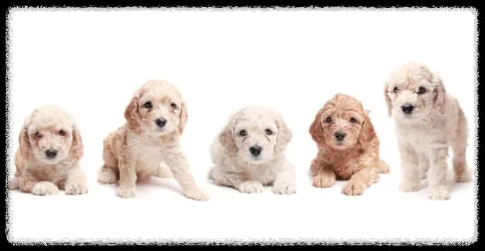 강아지 사료 급여량 계산 가이드