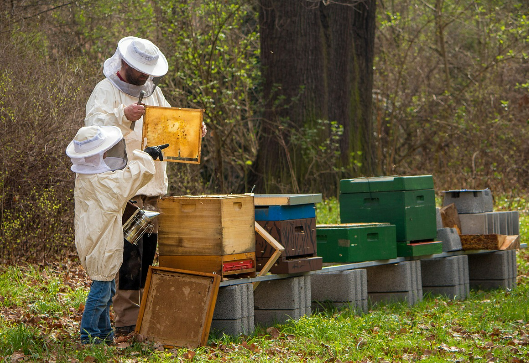 영천 꿀벌 양봉 체험 농장 및 식당 안내 아리오소 