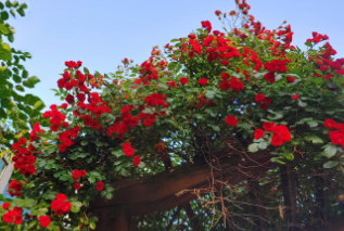 경산 하양 대부잠수교 장미 터널