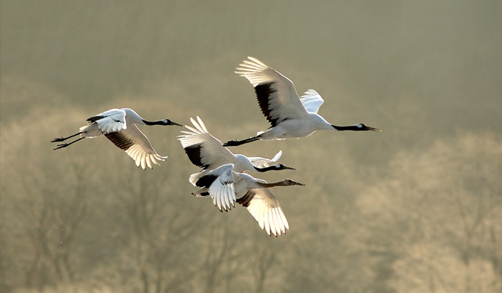 철원 두루미 탐조 방법 코스