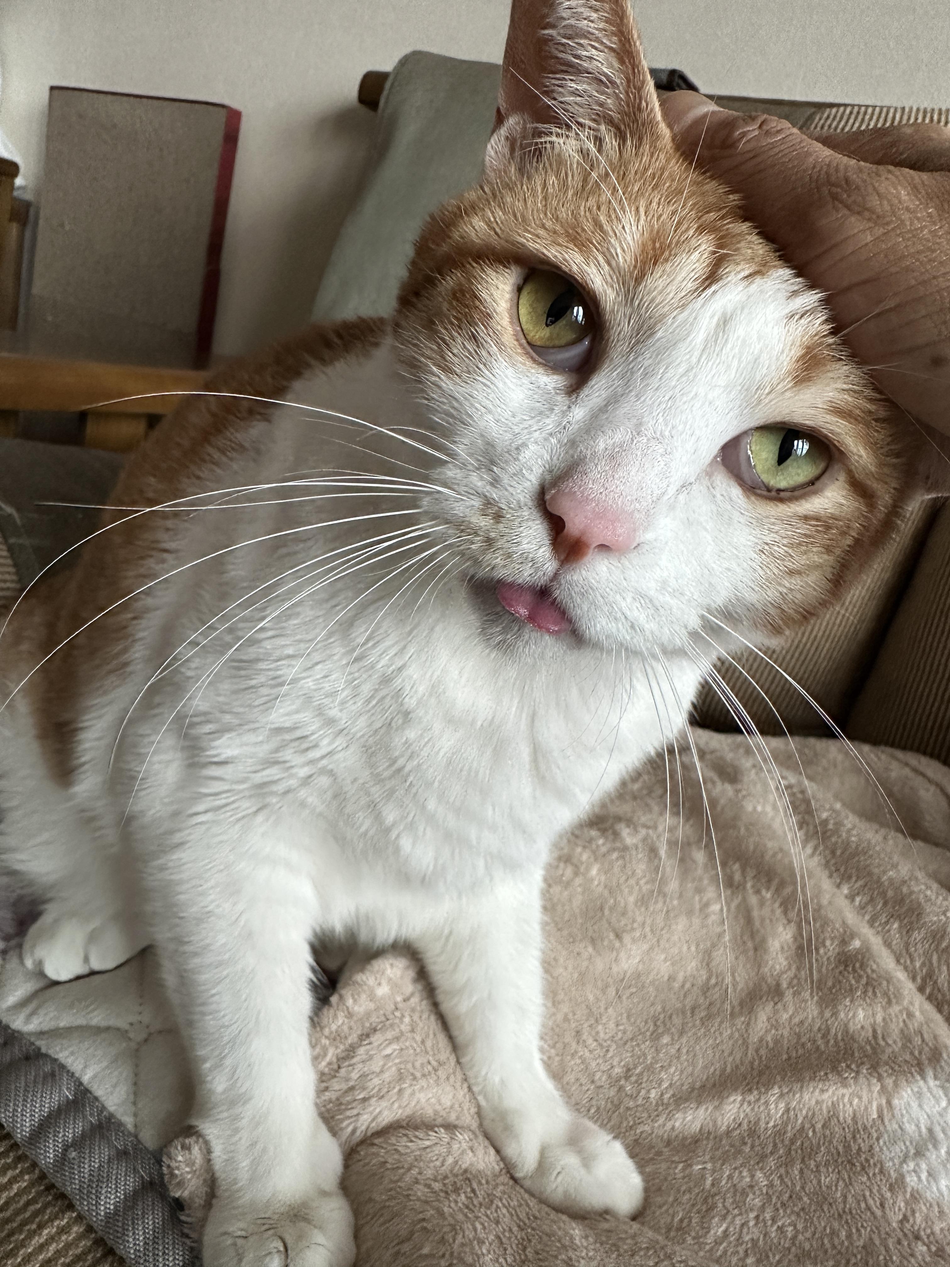 잠투정이 너무 사랑스러운거 아니오!(feat.엄마손에 부비부비하는 막둥이)