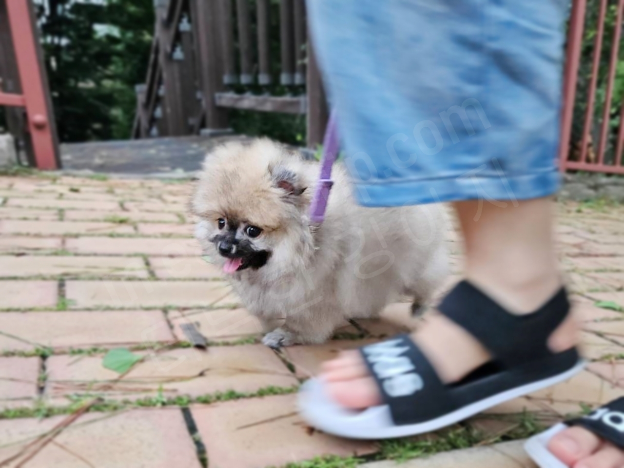 어린 강아지 첫 산책