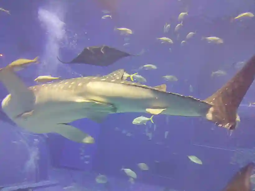 오키나와 츄라우미 수족관 메인 수조에서 유영하는 거대한 고래상어의 모습