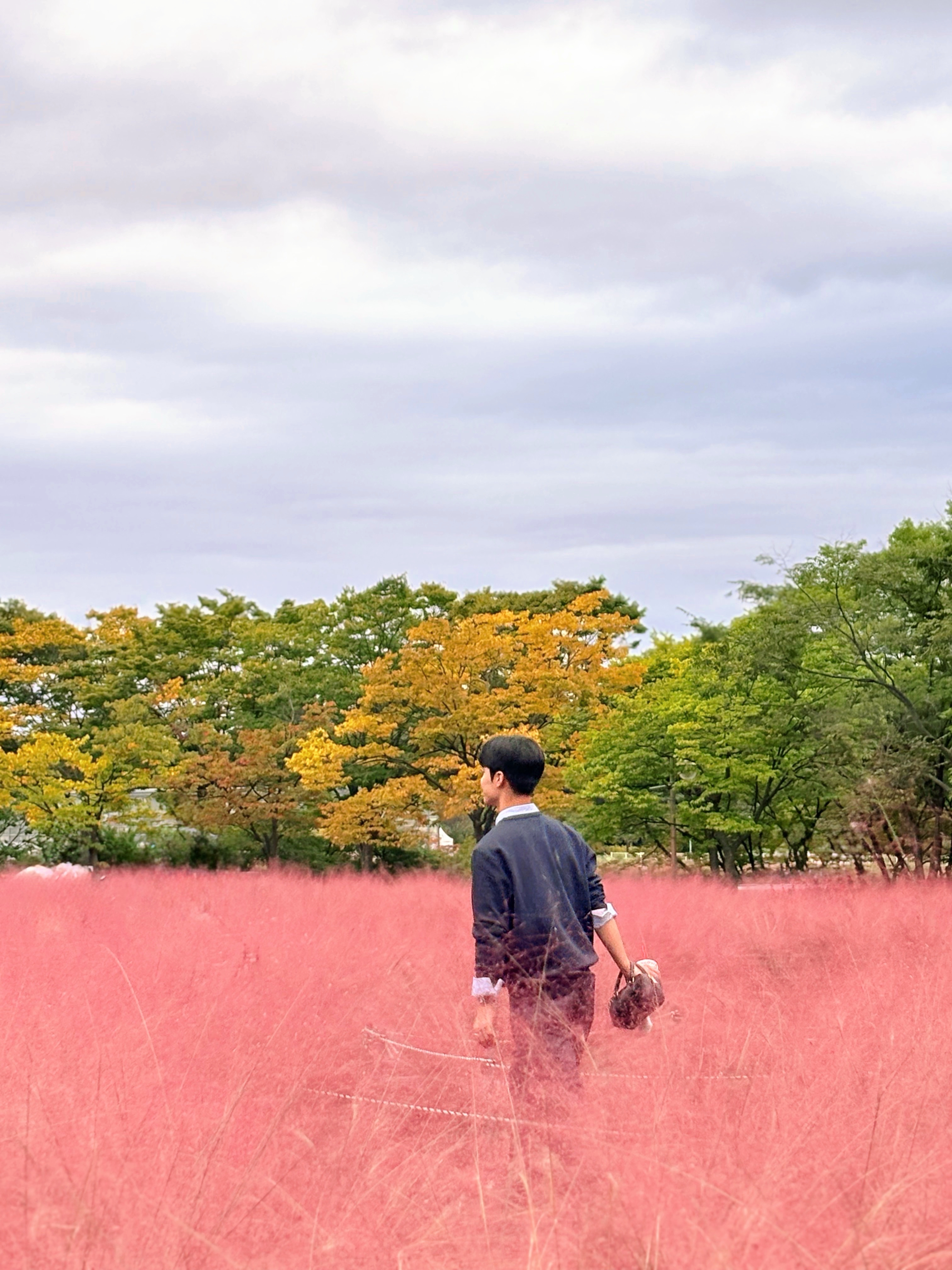 하남 미사경정공원 핑크뮬리 데이트: 인생샷 명소와 미사리 데이트 코스 완벽 정리